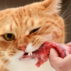 Rudy kot z apetytem zajada serca drobiowe podane na dłoni.