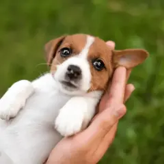 Uroczy szczeniak Jack Russell Terrier w dłoniach, idealny do inspiracji na imiona dla psa.