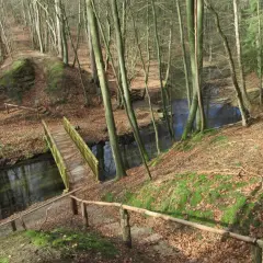 Ein Weg führt über eine Holzbrücke durch den Blankenberg Wald. Moosbedeckte Hänge und Laub säumen den Pfad.
