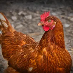 Brązowa kura z czerwonym grzebieniem, czujna, jakby martwiła się chorobami kur.