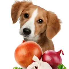 Un tierno cachorro mira curioso unas cebollas y ajos. ¿Sabías que los perros pueden comer cebolla?
