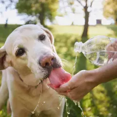 Labrador pije wodę z dłoni, by zapobiec przegrzaniu. Udar u psa objawy mogą być groźne, dlatego dbaj o nawodnienie pupila.