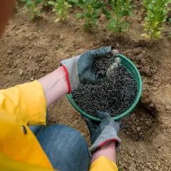 Ręce w rękawiczkach trzymają zieloną miskę z granulowanym obornikiem. To najlepszy nawóz, by rośliny rosły zdrowe.