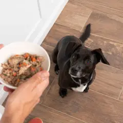 Un perro negro mira expectante un cuenco con comida natural para perros. Las opiniones sobre esta comida son muy positivas.