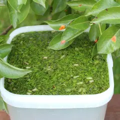 Un seau rempli de purin de prêle, entouré de feuilles vertes.