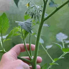 En hand håller en tomatplanta med en gul blomma. Snart blir det dags att tjuva tomater.