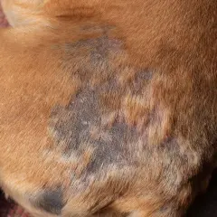 Hautveränderungen bei einem Hund, möglicherweise verursacht durch Demodexmilben. Die betroffenen Stellen sind kahl, gerötet und schuppig.