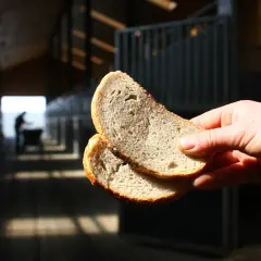 Czy jest suchy chleb dla konia? Poznaj ryzyko i bezpieczne alternatywy