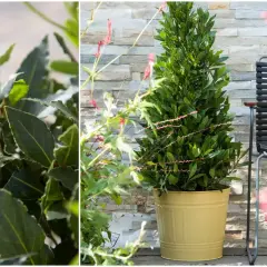 Laurus nobilis w donicy, obok krzesła, z bliska widać jego ciemnozielone, błyszczące liście.