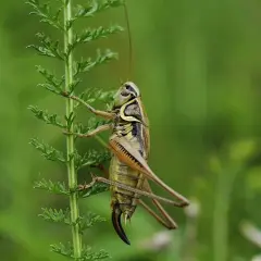 Un saltamontes se aferra a una rama verde. Podría ser una señal para soñar con saltamontes y la naturaleza.