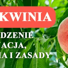Kiedy sadzimy brzoskwinie, aby uniknąć mrozu i zapewnić wzrost