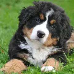Adorable cachorro de Bernés de la Montaña, con su pelaje tricolor, parece estar en un dulce letargo en la hierba verde.