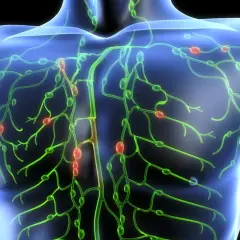 Menschlicher Torso mit leuchtend grünen Lymphbahnen und roten, geschwollenen Lymphknoten, die auf non hodgkin lymphom symptome hinweisen könnten.