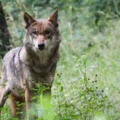 Ein Wolf steht im Wald in Bayern, sein Blick ist aufmerksam.