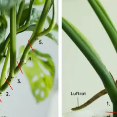 Två bilder visar hur man tar en monstera thai constellation stickling. Röda linjer markerar snitt. Luftrot syns tydligt.