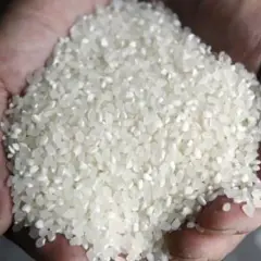 Manos sostienen un puñado de arroz blanco, listo para aprender como hacer arroz blanco suelto y perfecto.