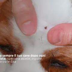 Dita umane che separano il pelo di un cane per mostrare una zecca. Controlla sempre il tuo cane dopo ogni passeggiata per individuare zecche.