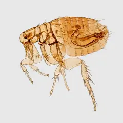 Un parásito microscópico, una pulga, con sus patas y cabeza visibles, un recordatorio de las pulgas en casa.