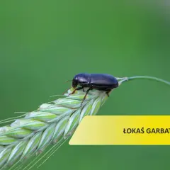 Czarny chrząszcz, łokaś garbatek, siedzi na kłosie zboża. Skuteczne łokaś garbatek zwalczanie to klucz do zdrowych plonów.