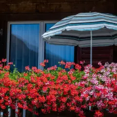 Balkon ozdobiony kwitnącymi pelargoniami w odcieniach czerwieni i różu, pod kolorowym parasolem.