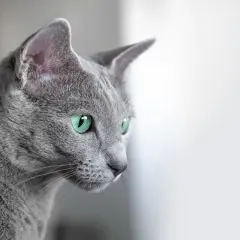 Szary kot o zielonych oczach, jakby był magicznym bluecat, spogląda w dal.
