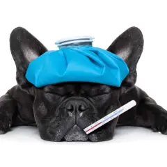 Mi perro tiene parvovirus y no tengo dinero. Un bulldog francés negro con una bolsa de hielo en la cabeza y un termómetro.