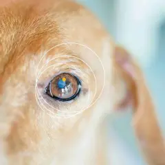 Nahaufnahme eines braunen Hundeauges mit einem blauen und gelben Punkt darin. Ein blinder Hund, der sich auf seine anderen Sinne verlässt.