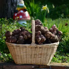 Cesto di vimini traboccante di topinambur appena raccolti, testimonianza di una buona coltivazione. Sullo sfondo, un giardino fiorito e un simpatico gnomo.