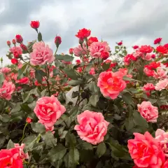 Kiedy kwitną róże, ogród rozkwita feerią barw. Krzewy uginają się pod ciężarem pąków i pełnych kwiatów w odcieniach różu i czerwieni.