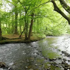 Ein rauschender Bach schlängelt sich durch einen grünen Wald. Perfekt für eine Wanderung in der Nähe des Altenberger Doms.