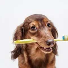 Perro salchicha marrón con un cepillo de dientes amarillo en la boca, listo para la higiene bucal perros.