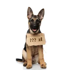 Uroczy szczeniak owczarka niemieckiego z tabliczką "??? zł" zastanawia się, ile kosztuje jego adopcja.