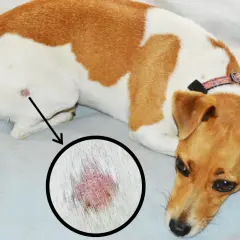 Perro con lesión cutánea en la zona de la cola, posible síntoma del síndrome de la cola fría.