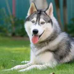 Piękny husky syberyjski, jedna z najpopularniejszych odmian husky, leży na trawie z językiem na wierzchu.
