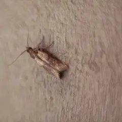 Brązowy **mól** z długimi czułkami leży na drewnianej powierzchni.