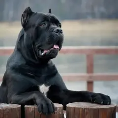 Potężny czarny pies rasy Cane Corso, z uwagą obserwujący otoczenie. Zastanawiasz się, cane corso ile żyje?
