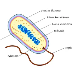 Schemat budowy bakterii: otoczka śluzowa, ściana komórkowa, błona komórkowa, cytoplazma z nicią DNA, rybosomy i rzęska.