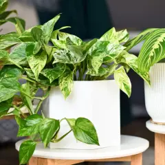 Plante tombante aux feuilles marbrées de vert et de blanc, dans un pot blanc moderne. Une autre plante aux feuilles rayées est à côté.
