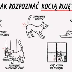 Ruja u kotki: Objawy, czas trwania, sterylizacja. Czy wiesz, jak pomóc?