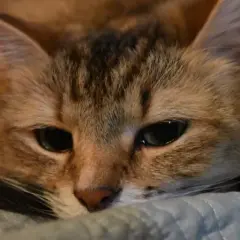 ¿Por qué lloran los gatos? Entiende su llanto y lo que significa
