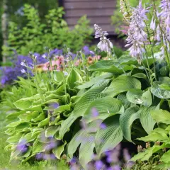 En lummig trädgård med frodiga hostor och lila blommor. Perfekt för dig som vill plantera perenner och skapa en vacker rabatt.