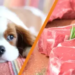 Czy pies może jeść wieprzowinę? Bezpieczne przygotowanie i ryzyko