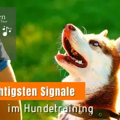 Ein Husky mit blauen Augen wartet gespannt auf ein Kommando. Ein trick dog, bereit für das Hundetraining.
