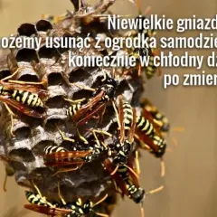 Jak pozbyć się os z ogrodu? Skuteczne i bezpieczne metody