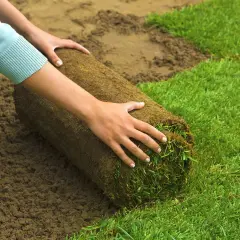 Hände rollen Rollrasen aus, um den alten Rasen zu ersetzen. Informieren Sie sich über die Kosten für alten Rasen entfernen und Rollrasen verlegen.