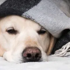 Un perro constipado, cubierto con una manta a cuadros, parece triste y cansado.
