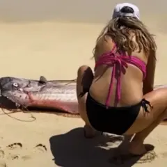 Kobieta w bikini przygląda się niezwykłemu stworzeniu na plaży. Czy wstęgor królewski jest jadalny?