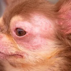 Visage de chihuahua avec rougeurs et irritations autour des yeux et du museau, symptômes possibles d'une allergie alimentaire chien.