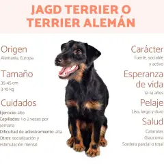 Un terrier alemán, conocido por su carácter fuerte y activo, posa sonriente.