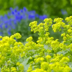 Gelber Frauenmantel blüht üppig vor einem Hintergrund aus blauen Lupinen. Ein leichter Wind lässt die Blüten wie kleine Wolken tanzen.